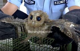 Burung celepuk jawa dewasa lebih banyak diam dan jarang terdengar. 23 Tips Merawat Burung Hantu Celepuk Yang Baru Dibeli Burungnya Com