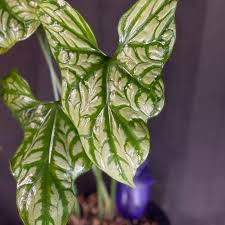 Image result for Mirabilis