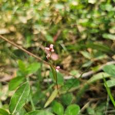 Image result for Persicaria strigosa