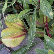 Image result for Ormocarpum zambesianum