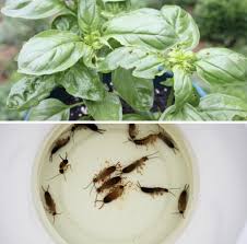 Bedford Garden Club (The) Bedford, Ohio.