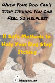 Then gently massage into the skin, working it well to spread it over the body. Dogs Hacks Dogs Diy Dogs Room Dogs Pictures Dogs Bed Dogs Collar Dogs Clothes Dogshacks Dog Itchy Skin Remedy Dog Skin Allergies Itchy Dog Skin