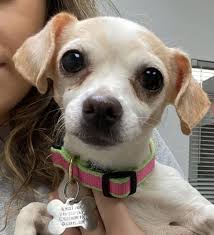 Adorable In 2020 Dogs And Kids Dog Adoption Animal Rescue League