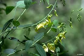 Image result for Crotalaria caudata