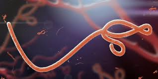 (tuberculosis), virus de encefalitis de st. Ebola Tratamiento Sintomas Y Prevencion En Cuidateplus