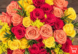 Used to signify a meeting place where no violence could take place Rose Colors Meaning Orange Roses Sense Ecuador