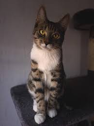 We did not find results for: So Here S My 9 Months Old Gentleman M Aiq Cats