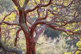 Image result for Maerua grantii