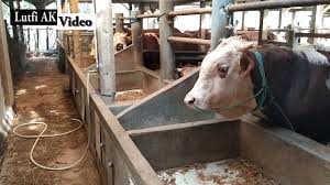 Sapi jatinangor sumedang pak agis 08126008575 sapi ipdn bbs farm sapi kampus ipdn video menarik tentang sapi lainya Model Terbaik Pembuatan Kandang Sapi Ramah Lingkungan Youtube