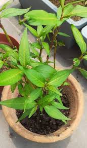 Namun, bukan mudah sebenarnya nak tanam pokok kesum. Tanam Kesum Ada Banyak Teknik Pilih Je Mana Cara Yang Suka Keluarga