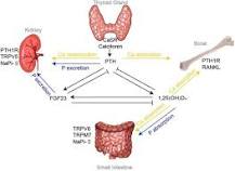 Image result for icd 10 code for disorder of phosphorus metabolism