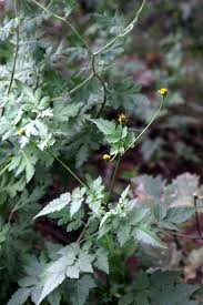 Image result for Bidens bipinnata