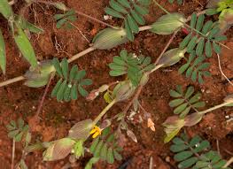 Image result for Aeschynomene rhodesiaca