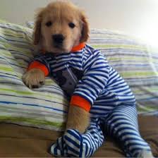 Blind Golden Retriever Ray Charles Becomes Internet Star Puppies In Pajamas Cute Animals Puppies