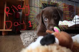 You should teach your lab puppy to be compliant and that too in a friendly manner. Video Chocolate Labrador Puppy S First Day Home A Dog S Love