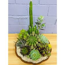 I need a little help and advice with the condition of my zebra plants, i have three in a l. Special Clay Dish With 1 Zebra Plant 3 Cactuses 6 Succulents