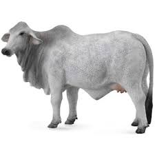 What are some tips for identifying brahman cattle? Collecta 88580 Brahman Cow Modellpferdeversand De 6 99