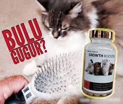(kecuali) bila kucing yang mulutnya masih ada darahnya tadi tidak pergi dan menjilat air maka. Masalah Bulu Growth Booster Supplement Kucing No 1 Facebook