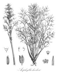 Image result for Lefebvrea grantii