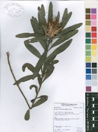 Image result for Protea micans