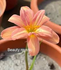 Estás listo para el último descuento del año? El mayor descuento del año  2024 muy pronto Si estás interesado escríbeme y deja un comentario.