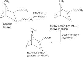 Benzoylecgonine An Overview Sciencedirect Topics