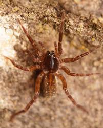 Image result for Hygrophila uliginosa