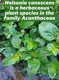 Image result for Nelsonia canescens