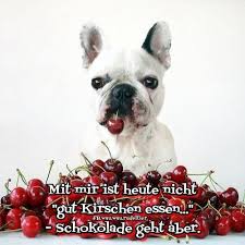 Mit Mir Ist Heute Nicht Gut Kirschen Essen Schokolade Geht Aber Susseste Haustiere Franzosische Bulldoggenbabys Franzosische Bulldogge