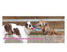 Maybe you would like to learn more about one of these? Frederick Md Greyhound Meet Greet Petsmart Petsmart Frederick 7 March 2021