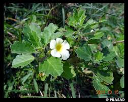 Image result for Pedalium