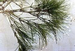 Image result for Najas horrida