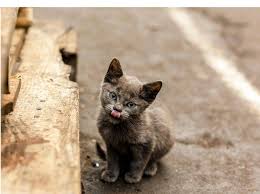 Auch wenn die meisten hauskatzen heute von. Konnten Hauskatzen In Der Wildnis Uberleben