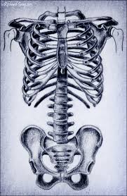 The thorax is anatomical structure supported by a skeletal framework (thoracic cage) and contains the the thoracic cage consists of the 12 pairs of ribs with their costal cartilages and the sternum. Ribs Sketch Tumblr Google Search Human Rib Cage Skull Painting Bone Drawing