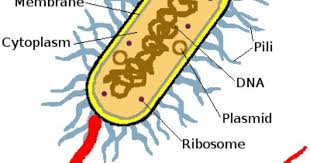 Bacteria Diagram Labeled Prokaryotic Cell Cell Diagram Microbiology