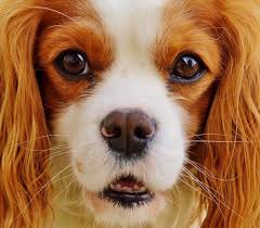 Check spelling or type a new query. Cavalier King Charles Spaniel Price Dog Breeds