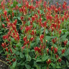 Image result for Spigelia