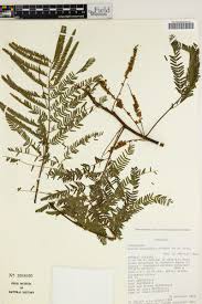 Image result for Entada abyssinica