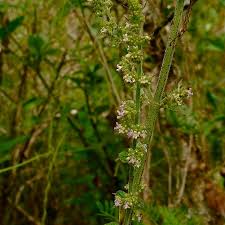 Image result for Mesosphaerum pectinatum