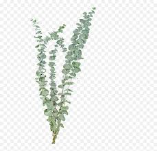 Hand drawn green eucalyptus leaves. Eucalyptus Leaves Png Transparent Dried Flowers Png Eucalyptus Leaves Png Free Transparent Png Images Pngaaa Com