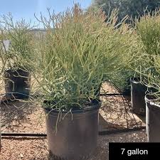 Image result for Euphorbia pfeilii