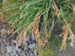 Image result for Cymbopogon caesius