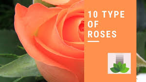 Scroll through our alphabetical list of flower names and gardening information to find your perfect bloom. Type Of Roses Types Of Roses Rose Varieties Names Rose Colors Names Of Flowers Youtube