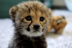 Free photo: Cheetah Cubs - Animal, Cheetah, Cub - Free Download - Jooinn