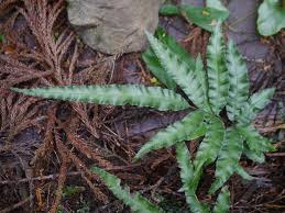 Image result for Pteris burtonii