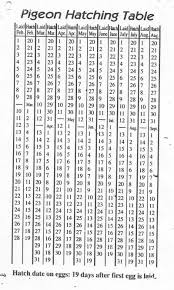 Rural Gardening Pigeon Egg Hathhing Chart 1 By Jvdl1 Pigeon Loft Pigeon Eggs Pigeon Nest