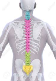 Flexible connective tissue composed of collagen and elastin fibres. Human Male Spine Anatomy Stock Photo Picture And Royalty Free Image Image 51283765