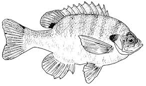 Free ocean sunfish animal printable coloring pages download. Bluegill Texas Parks Wildlife Department