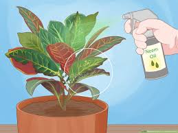 Petra croton, live potted tropical plant in 4 in. 3 Simple Ways To Care For A Croton Petra Wikihow