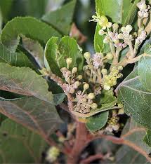 Image result for Guazuma